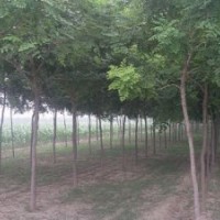 低價(jià)供應(yīng)欒樹(shù)苗，各種規(guī)格欒樹(shù)，國(guó)槐，黃金槐等