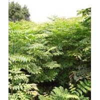 北欒樹小苗出售、北欒樹苗價(jià)格優(yōu)惠