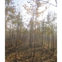 銀杏樹2公分.2公分銀杏苗