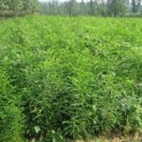 皂角的功用，皂角的藥用價(jià)值，皂角的價(jià)格