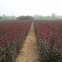 紫葉矮櫻，紫葉李，金絲垂柳，金葉女貞，皂角，杜仲，五角楓