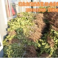 濱州出售速生白蠟小苗300萬棵、惠民優(yōu)質(zhì)速生白蠟