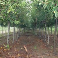 西府海棠@西府海棠@西府海棠@西府海棠圖片