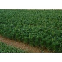 白皮松 油松 雪松 黑松 華山松