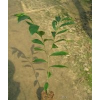 供應(yīng)沉香苗、沉香樹苗