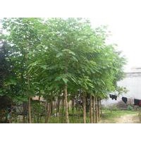 毛白楊哪里有中信苗木合作社