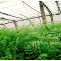 供應(yīng)香椿苗，花椒苗，側(cè)柏苗，龍柏苗，北海道黃楊