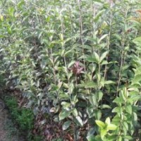 兩年八月桂實(shí)生苗出售