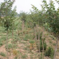 紅葉碧桃苗木基地/山東臻樟園林苗木基地/黃楊苗木基地