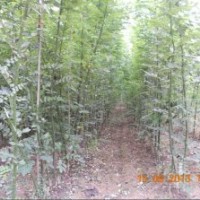 速生國槐1到4公分一級苗“火爆預(yù)定中”