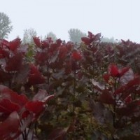 大量供應全紅楊樹苗