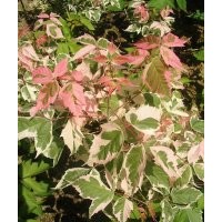 供應(yīng)彩葉杞柳 火烈鳥(niǎo)復(fù)葉槭 金葉復(fù)葉槭