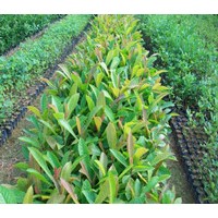 江西杜英，江西造林苗，江西杜英價(jià)格，一年生江西杜英小苗