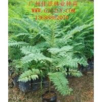 藍(lán)花楹種苗、營養(yǎng)苗藍(lán)花楹小袋苗選廣州佳景林業(yè)種苗場(chǎng)