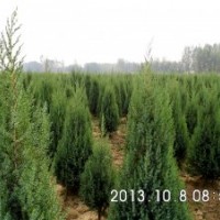 河南檜柏，北京快柏，檜柏球，山桃