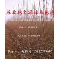 2014年楊樹苗價格