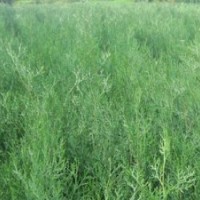 側(cè)柏苗、側(cè)柏樹苗 側(cè)柏苗價格山東泰安側(cè)柏苗基地