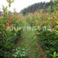 朱砂桂小苗80-120厘米高低價(jià)批發(fā)出售