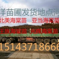 山丁子苗 綠化苗木