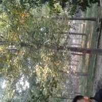 山東郯城縣恒通園林常年供應(yīng)5-80公分銀杏，嫁接樹、實(shí)生樹等