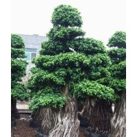 福建小葉榕，小葉榕盆景，紅皮榕，高山榕