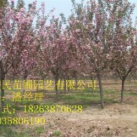 供應(yīng)山東櫻花 當(dāng)年小苗 0.5-4公分櫻花