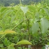 長期供應(yīng)各類種苗.綠化苗木