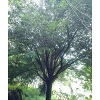 大桂花、野生大香樟、大型紫薇