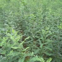 皂角小苗優(yōu)質(zhì)皂角苗