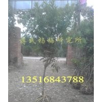 楊梅苗 楊梅苗價格 浙江楊梅苗