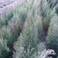 側(cè)柏，油松容器袋，白皮松， 國槐苗，冬青