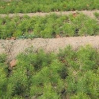 供應(yīng)白皮松價(jià)格20公分白皮松苗價(jià)格