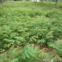 欒樹苗，成都欒樹苗，欒樹苗圖片，欒樹苗價(jià)格