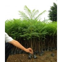 四川藍(lán)花楹苗，成都藍(lán)花楹苗，藍(lán)花楹苗價(jià)格