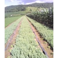 出售樟子松云杉紅松黑松落葉松