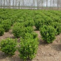 山西白皮松-------冬青球