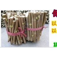 供應速生法桐扦插條