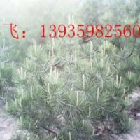 供應(yīng)白皮松苗二年白皮松苗白皮松苗價(jià)格