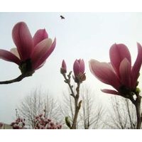 龍湖辛夷苗1-120cm特賣