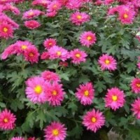 紅葉荷蘭菊的特征