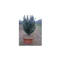 供應(yīng)紅豆杉，櫻花，桂花，銀杏，瓜子黃楊