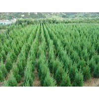 20-30公分儈柏、側(cè)柏低價出售
