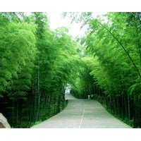 竹子，黃楊，女貞