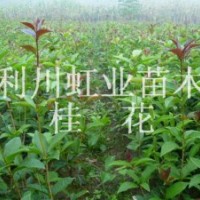 供應(yīng)利川綠化用桂花樹苗桂花種子桂花小苗桂花樹苗桂花種子價(jià)格