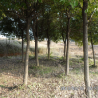 供應(yīng)香樟樹8-12公分