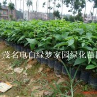 供應(yīng)香樟,木樟,烏樟,芳樟,小葉樟小苗