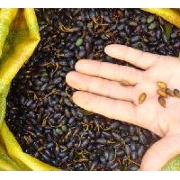 江西楨楠種子，楨楠袋苗，楨楠苗供應(yīng)