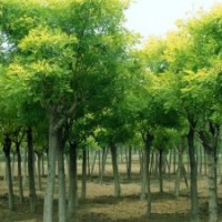 山西苗圃國槐價格國槐圖片哪里有運城側柏價格