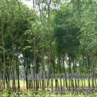 速生柳保定海源專業(yè)供應(yīng)