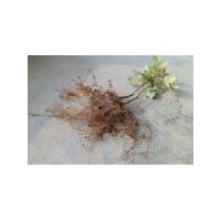 美國秋火焰扦插苗